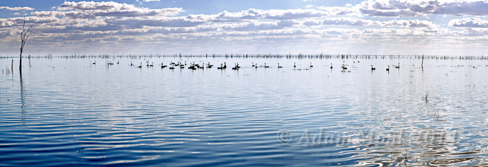 Kimberley Panoramic Image of West Australian Black Swans on Lake Gregory, in the Kimberley region of Western Australia